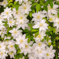 Clematis Vine Plants Live in Pot, 8 Months Old Seedlings Climbing Flowering, Outdoor Trellis Fences, Cold Hardy (White Clematis)