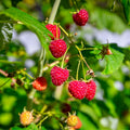 Raspberry Plant Live for Planting 6 to 12 Inch Height, Raspberry Bush Live Plant to Grow, Sweet Raspberries Seedling Outdoor (Red Raspberry)