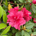 Deep Pink Azalea Plant Live, 7 Months Old Rhododendron Like, Azalea Rhododendron Tree Flowers Plants Live Bush in Pot