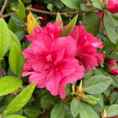 Deep Pink Azalea Plant Live, 7 Months Old Rhododendron Like, Azalea Rhododendron Tree Flowers Plants Live Bush in Pot