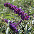 Butterfly Bush Plant, Fragrant Buddleia Shub, Spring-Flowering Butterfly Bush 5-8 Inches (Dark Purple)