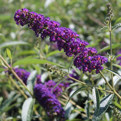 Butterfly Bush Plant, Fragrant Buddleia Shub, Spring-Flowering Butterfly Bush 5-8 Inches (Dark Purple)