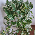 White Pothos Plant, Live Pothos Plant, Variegated Pothos Plant, Pothos Vines Plant 4 Inches Potted House Plant Indoors Live, Indoor House Plant