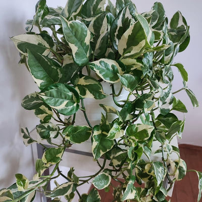 White Pothos Plant, Live Pothos Plant, Variegated Pothos Plant, Pothos Vines Plant 4 Inches Potted House Plant Indoors Live, Indoor House Plant