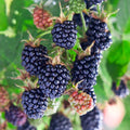 02 Sweet Boysenberry Plants Live for Planting, 4-6" Inch Tall for Outdoor Spring Planting