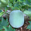 Round Wax Gourd Plant, 4-6" Live Winter Melon Plant in 4 Inch Pot, Squash Gourd Plants Live for Planting Outdoor Garden
