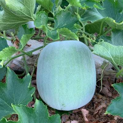 Round Wax Gourd Plant, 4-6" Live Winter Melon Plant in 4 Inch Pot, Squash Gourd Plants Live for Planting Outdoor Garden