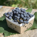 Sweet Grape Vine Plant, Tree Grape Fruit Vine Plant Live, 6-12 Inc Tall