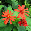 04 Mexican Flame Vine Live Plants for Spring Planting, 4-6" in Tall, No Pot, Fast-Growing and Blooming, Orange Flower