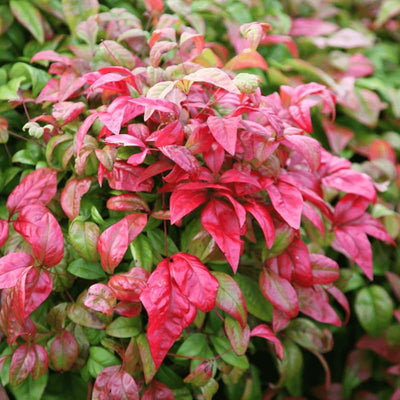 3 Dwarf Nandina Shrub for Planting, Nandina Live Plants, Nandina Trees Live Plants, in 2.5" Pots