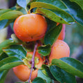 2 American Persimmon Tree Live Plant Bare Roots, Cold Hardy Fruit Plant Seedlings, Zone 4 to 9