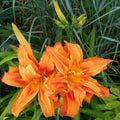 3 Double Orange Daylilies Perennial Bulbs, Daylily Bulbs for Planting, Perennial Flower Bulb