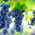Concord Grape Vine Live Plant Bareroot 1 to 2 Years Old, Concord Grape Plant Live Sweet Grape Fruits for Growing, Seedless Grape Fruit Tree