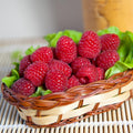 Raspberry Plant Live for Planting 6 to 12 Inch Height, Raspberry Bush Live Plant to Grow, Sweet Raspberries Seedling Outdoor (Red Raspberry)