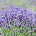 3 Plugs Lavender Plants Live Starter Plants 1-3" in Tall, Hardy Perennial Lavender for Garden and Landscape with Fragrant Purple Blooms, No Pot (Dark Blue)