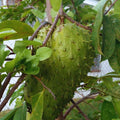Soursop Tree Live Plant, Annona Muricata Soursop Plant Live, 5 to 8 Inches, Guanabana Fruit Tree