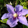 Clematis Vine Plants Live in Pot, 8 Months Old Seedlings Climbing Flowering, Outdoor Trellis Fences, Cold Hardy (Blue Clematis)