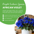 African Violet Plant, Violet Live Plant, 3-5 Inc Tall, Blue Blooms