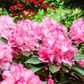 Light Pink Azalea Plant Live, 7 Months Old Rhododendron Like, Azalea Rhododendron Tree Flowers Plants Live Bush in Pot
