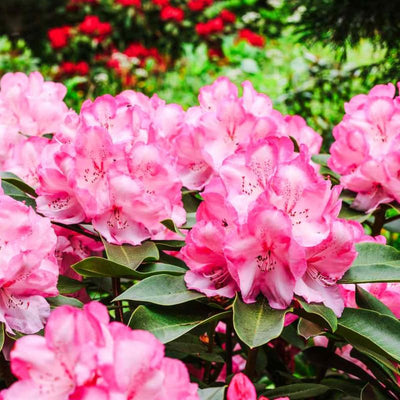 Light Pink Azalea Plant Live, 7 Months Old Rhododendron Like, Azalea Rhododendron Tree Flowers Plants Live Bush in Pot