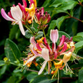 Honeysuckle Vine Plant, Red Honeysuckle Plant 2.5 Inch Pot, Honeysuckle Flower Plant 4 to 6 Inch Tall