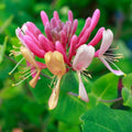 Pink Yellow Honeysuckle Vine Live Plant 2.5 Inc Pot Fragrant Red-Pink and Yellow Flowers, Cold Hardy