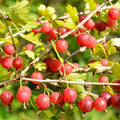 Gooseberry Plant Live, Gooseberry Bush Live Plant Fully Rooted in Soil, 5 to 9 Inch Tall, Gooseberry Fruit Tree