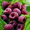 Raspberry Plant Live for Planting 6 to 12 Inch Height, Raspberry Bush Live Plant to Grow, Sweet Raspberries Seedling Outdoor (Purple Raspberry)