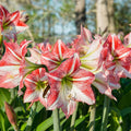 Sweet White Red Waxed Amaryllis Plant Bulb, Holiday Decorations Blooms, Zone: 9-11 or Indoors