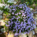 Blue Lavender Creeping Phlox Plants, Starter Phlox Live Plant, Well Rooted, Creeping Perennial Ground Cover, 2 to 4 Inc Tall