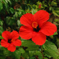 4 Hardy Hibiscus Plants Live, Red Hibiscus Flowers Plants, Hibiscus Live Plant Indoor and Outdoor, 5 to 7 Inches in Height