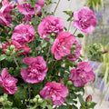 1 Magenta Rose of Sharon Plant Live 4 Inch Pot, Hardy Hibiscus Shrub with Vibrant Blooms, Althea Hibiscus Syriacus Flowers