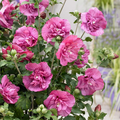 1 Magenta Rose of Sharon Plant Live 4 Inch Pot, Hardy Hibiscus Shrub with Vibrant Blooms, Althea Hibiscus Syriacus Flowers