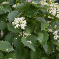 Blue Arrowwood Viburnum Live Plant, Hardy Viburnum Arrowwood Live Plant in 4 Inch Pot, Viburnum Live Plant, Live Hardy Viburnum Plant, White Viburnum Flower Plant for Garden
