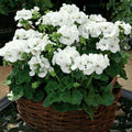 White Geranium Live Plant 5-8" Tall, White Geranium Plant, Live Rooted Perennial Flower Plant for Indoor Gardening