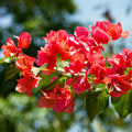Red Bougainvillea Plant Live, Bougainvillea Flowering Plant Perennial, Rooted Bougainvilleas Trees Starter 6-8 Inches