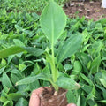 Dwarf Cavendish Banana Plants Live for Planting - Musa Banana Trees Live Plants in 2.5" Pot, Tropical Fruit, Cold Hardy, Year-Round Harvest