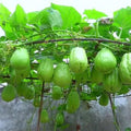 Chayote Squash Plant Live, Chayote Plant, Gallon Pot, Vegetable Plant for Gardening Indoor Outdoor, 7 to 9 Inc Tall