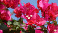 Pink Bougainvillea Plant Live, 4 to 6 Inch Tall, Summer Spring Blooms, Well Rooted