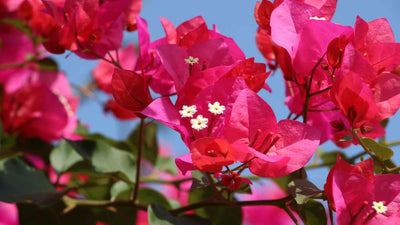 Pink Bougainvillea Plant Live, 4 to 6 Inch Tall, Summer Spring Blooms, Well Rooted