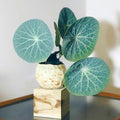 Stephania Cephalantha Plant Medium Caudeux 3-3.5 Inch Wide, No Hair Roots Rare Succulents, Cold Hardy Indoor Houseplant