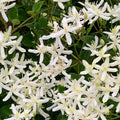 Clematis Vine Plants Live in Pot, 8 Months Old Seedlings Climbing Flowering, Outdoor Trellis Fences, Cold Hardy (Sweet Autumn Clematis)