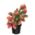 2 Red Shrimp Plants Live, Shrimp Live Plants, Justica Brandegeana Plant, 5 to 7 Inc Long, Live Shrimp Plants for Gardening Indoors and Outdoors