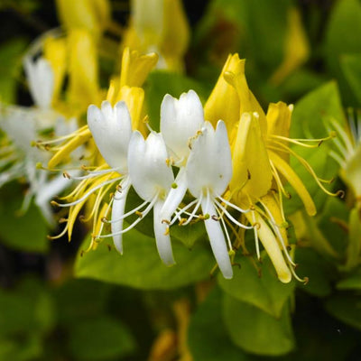 Scentsation Honeysuckle Vine Live Plant 2.5 Inc Pot, Fragrant, Starter Size 5-7 Inc Tall, Dormant in Winter