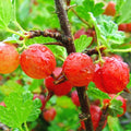 1 Gooseberry Plant Live, Gooseberry Bush Live Plant for Planting Your Garden, Gooseberry Shrub Starter Plant 5-9 Inch Height