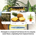 02 Pineapple Plants Live for Outdoor Full Sun Spring Planting, Cold Hardy Fruit Tree Starter from 4-6" in Tall, No Pot (Sugarloaf Pineapple)