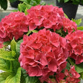Hydrangea Live Plant in 2.5 Inc Pot, Hydrangea Tree Shrub Bush Perennial Outdoor Planting, Change Color Each Season (Ruby Red Pink)