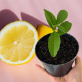 Starter Meyer Lemon Trees Live Plants in 4" Pot, 1 to 2 Inch Tall, Hardy Citrus Tropical Fruit, Yellow Lemon Lime Like