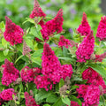 Pink Butterfly Bush Live Shrub Plant in 2.5" Pot, Pink Color