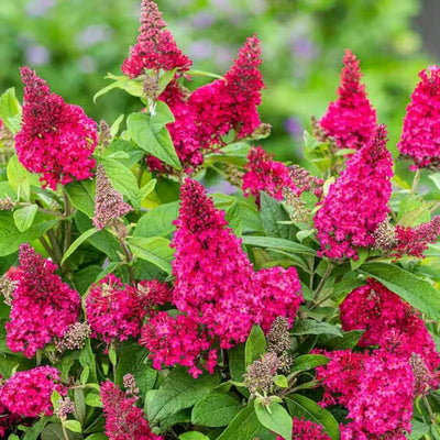 Pink Butterfly Bush Live Shrub Plant in 2.5" Pot, Pink Color